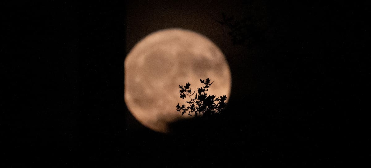 Luna de Fresa