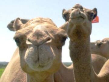 Los camellos tienen su propio concurso de belleza
