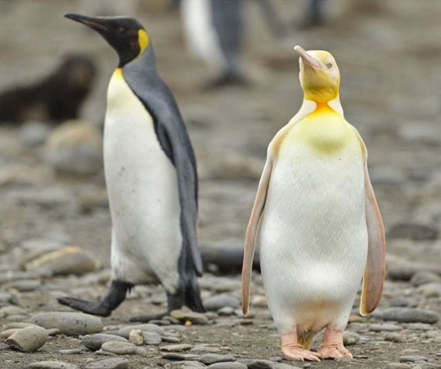 Captan a pingüino amarillo al sur de Georgia, fotografía se viraliza