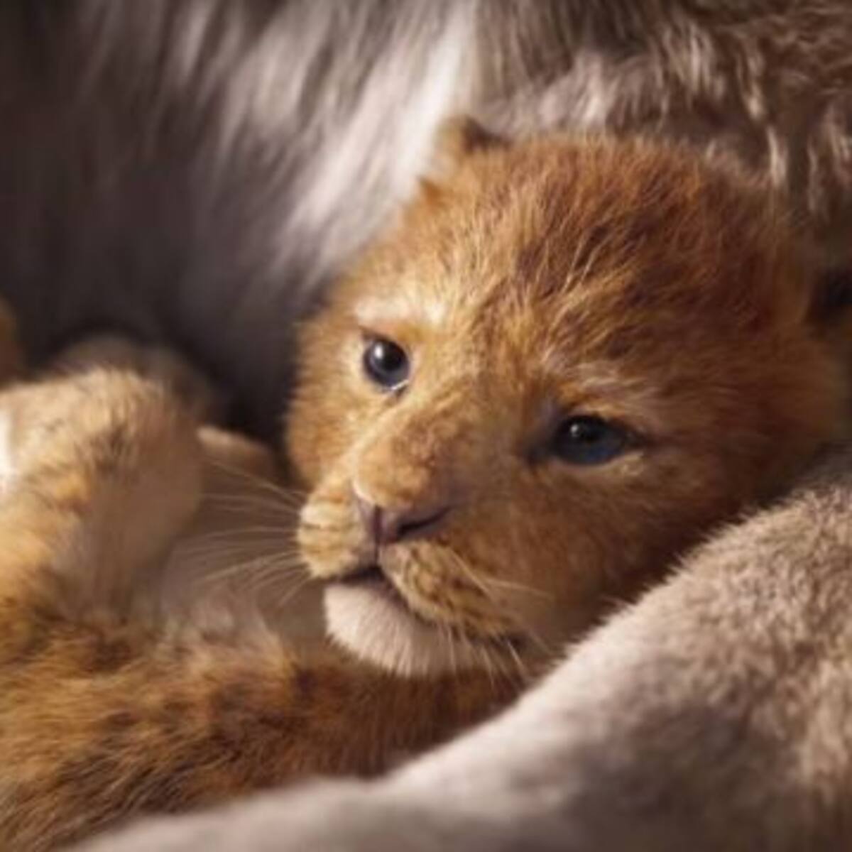 ¡Preparen sus pañuelos! Tenemos el nuevo tráiler de 'El Rey León'