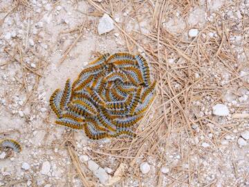Guía para que tu perro sobreviva a las orugas procesionarias: cuándo aparecen, cómo evitarlas y qué hacer si le pica