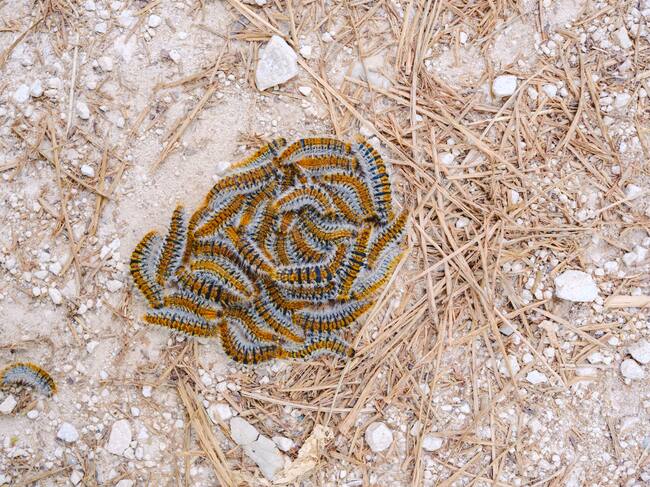 Orugas procesionarias