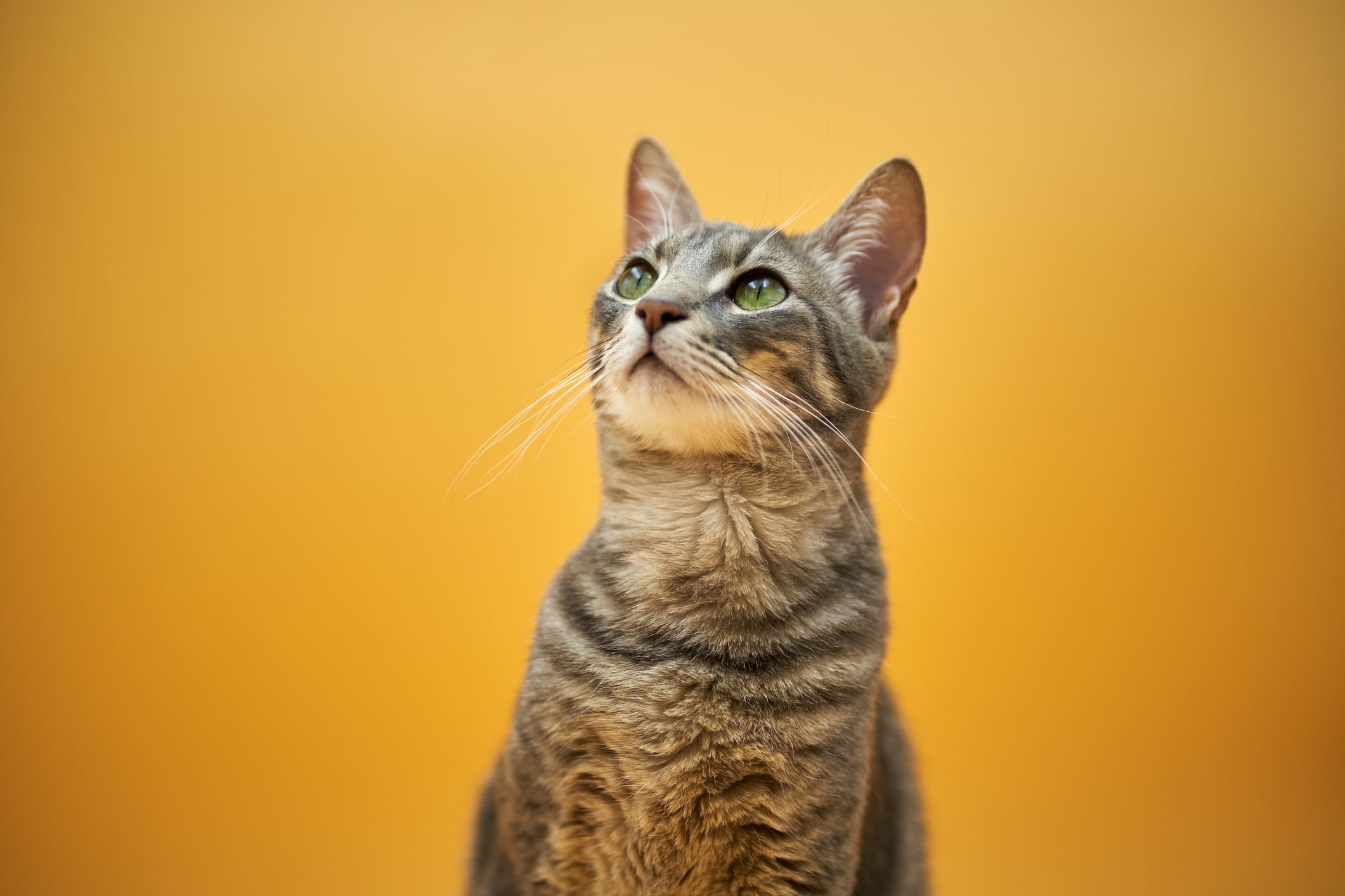 Las distintas especies ven el mundo de manera diferente.