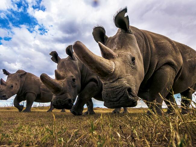 El número de rinocerontes ha descendido de manera drástica en el último siglo.