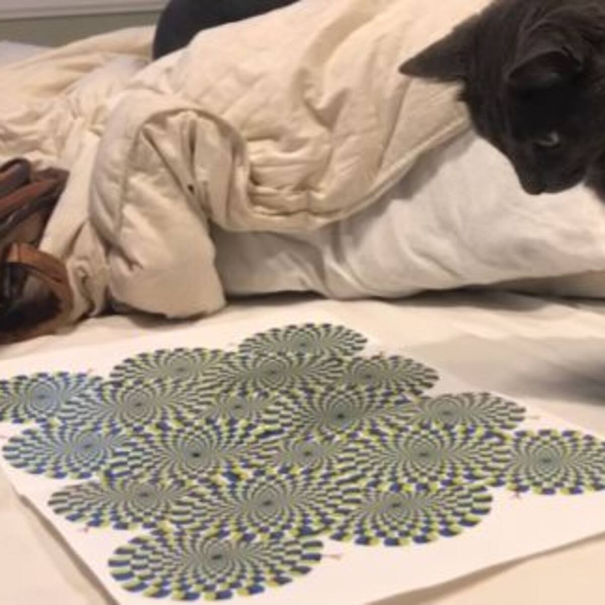El gato que quedó hipnotizado por una ilusión óptica
