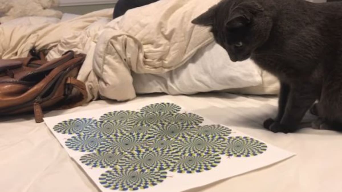 El gato que quedó hipnotizado por una ilusión óptica