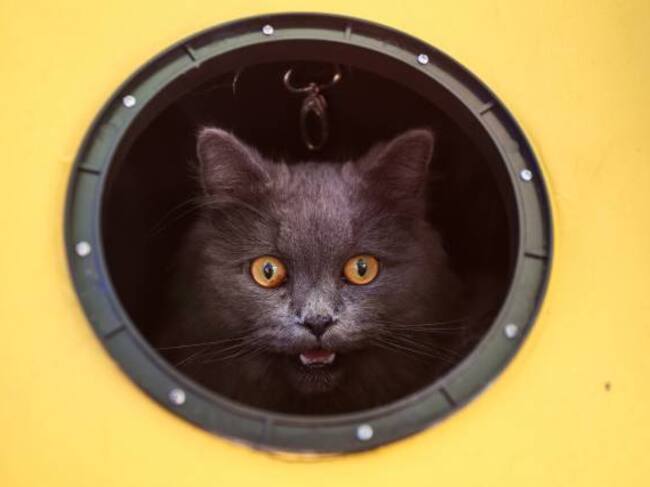 Los gatos, siempre sorprendentes.