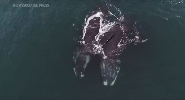 Ballenas francas glaciales son captadas abrazándose