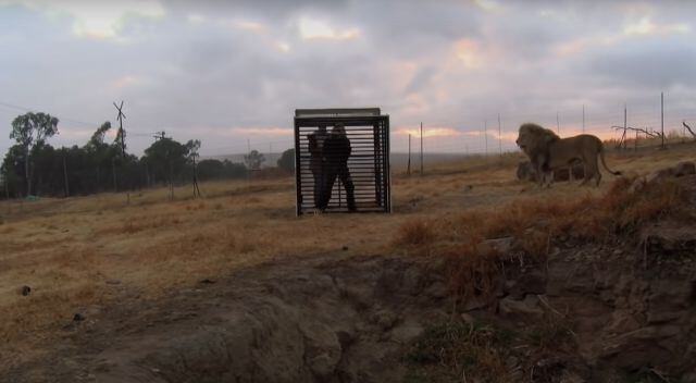 Las personas pueden ver leones de cerca en su hábitat natural