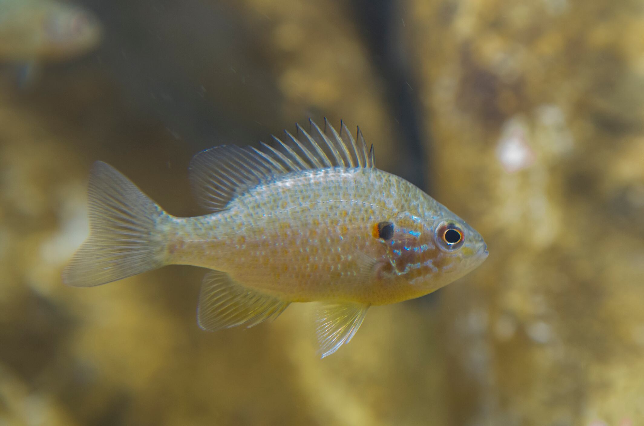 Un ejemplar de percasol.