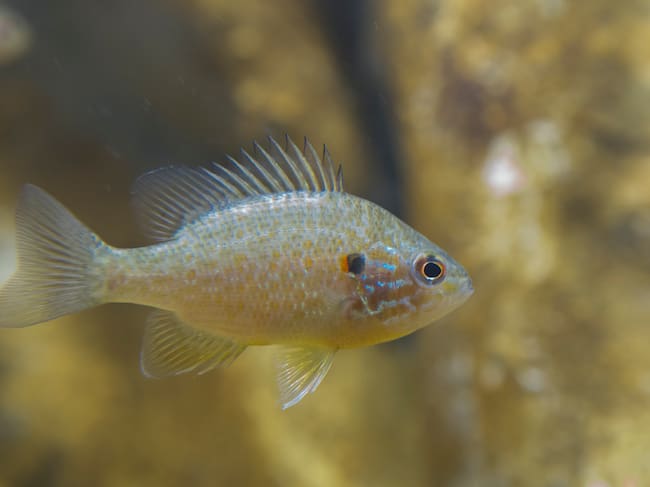 Un ejemplar de percasol.