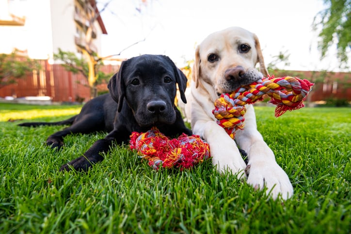 Labrador