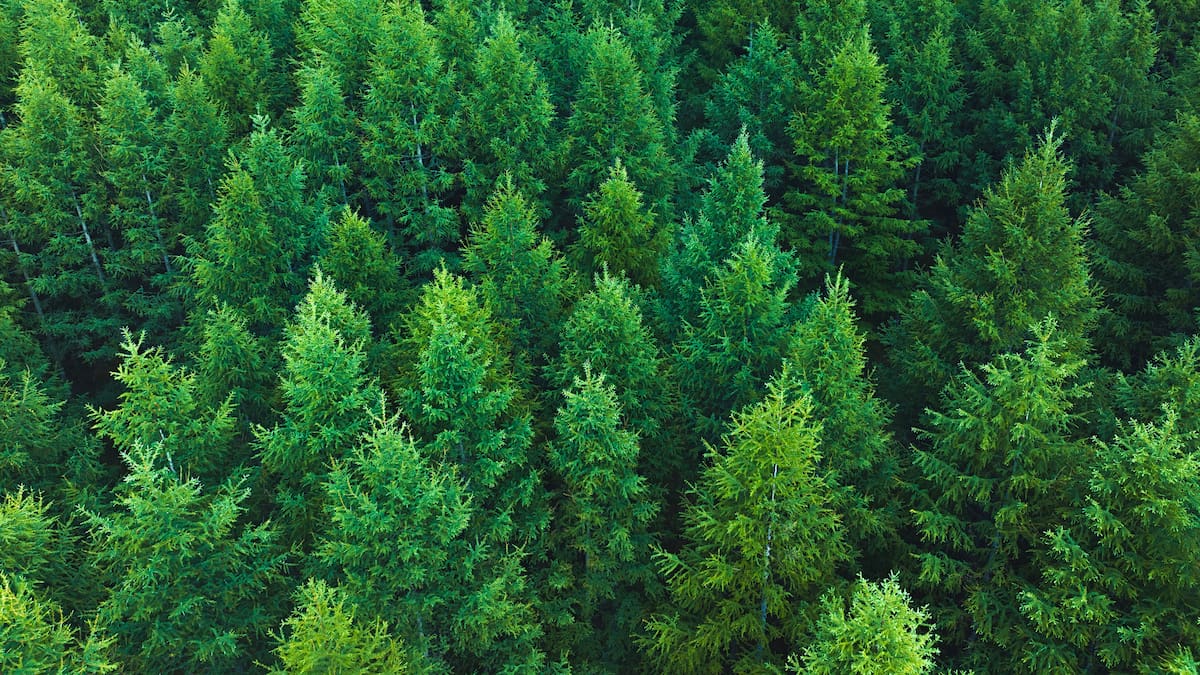 ¿Cómo se combate los incendios forestales con tecnología?