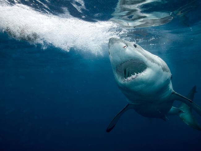 El gran tiburón blanco (Carcharodon carcharias).