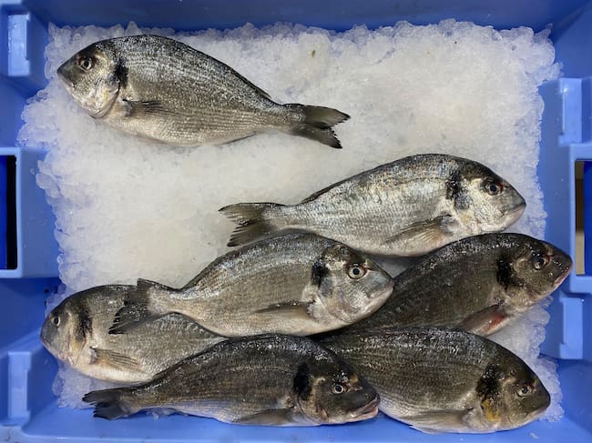 Los peces sienten, asegura la ciencia.