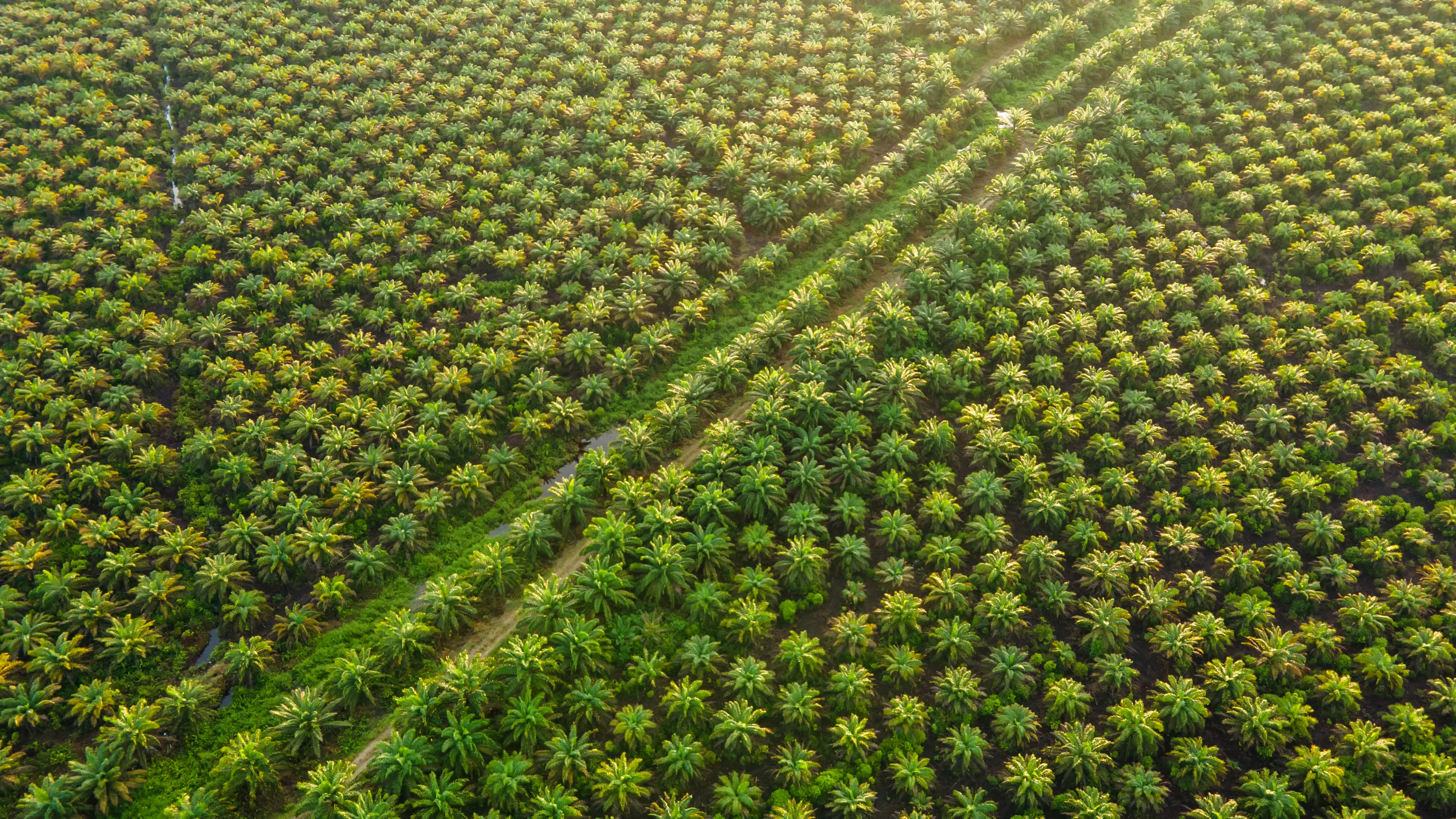 Plantaciones de Palma en Indonesia.
