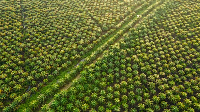 Plantaciones de Palma en Indonesia.