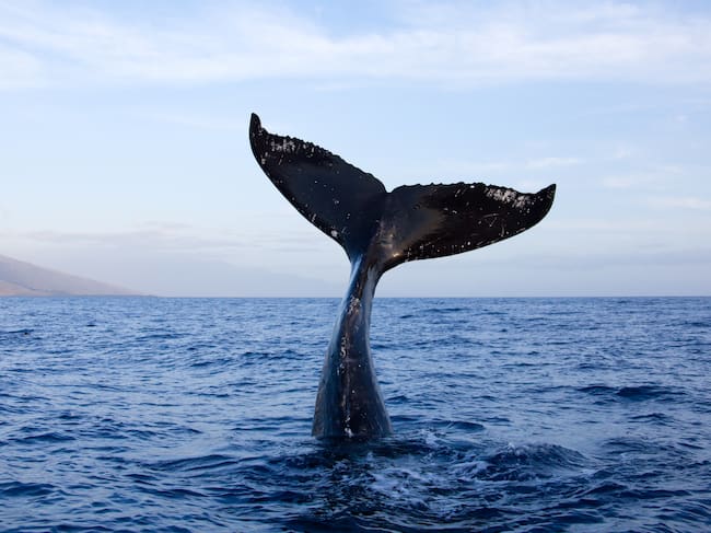 Las ballenas son especialmente sensibles a los sonidos del mar.