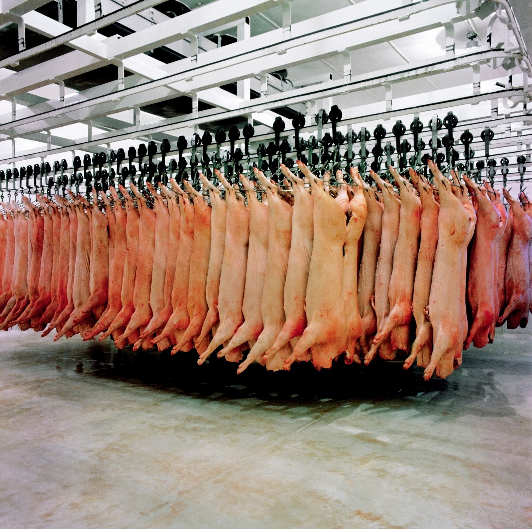 El consumo de carne tiene importantes derivadas éticas, medioambientales y de salud, según los firmantes.