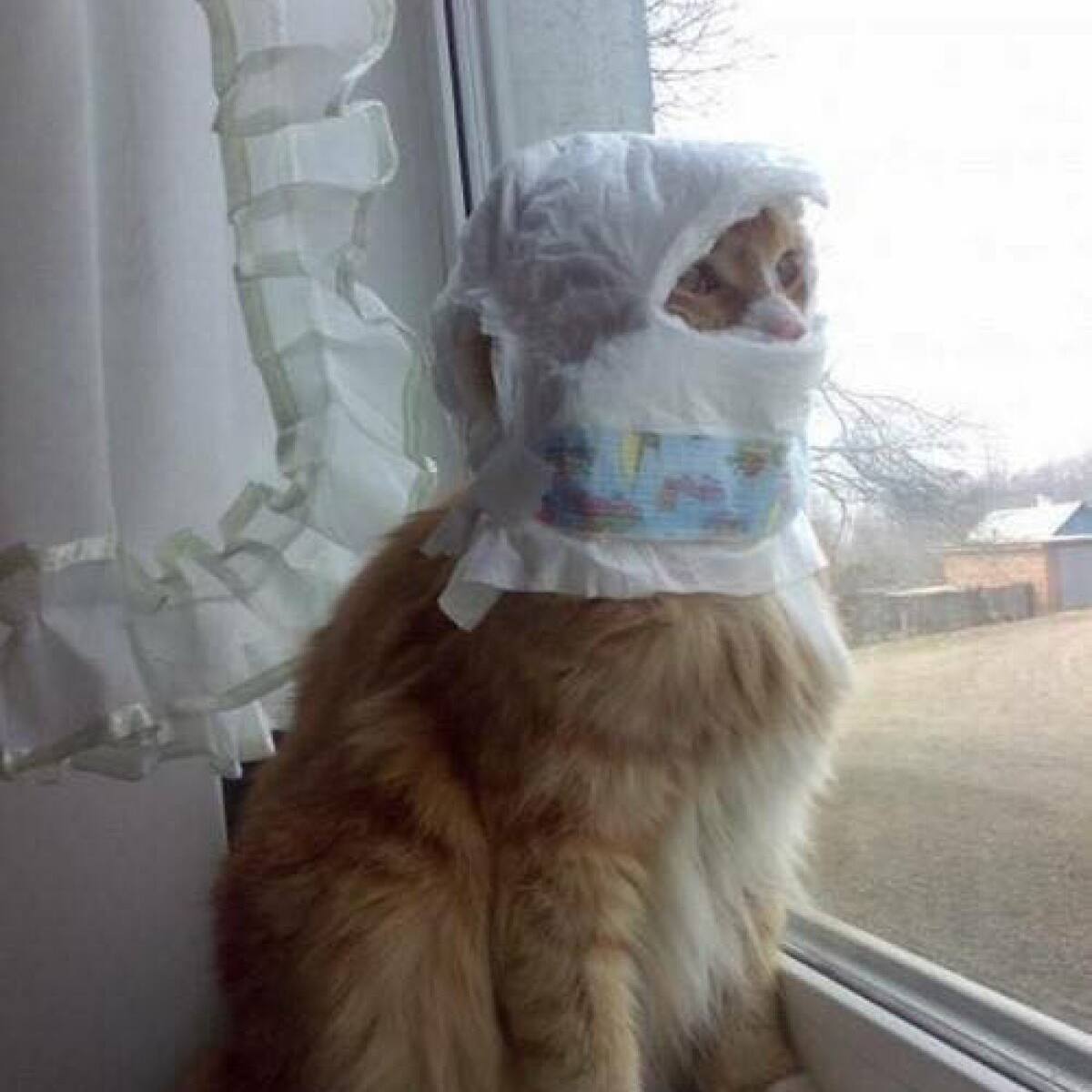 Cuando los gatos tienen mala suerte