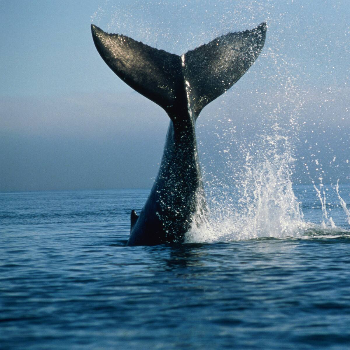 Las ballenas siguen en peligro (y ya no es por la caza)