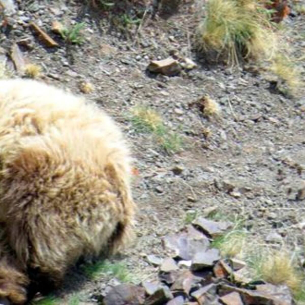 Encontraron a una criatura mitológica en Rusia