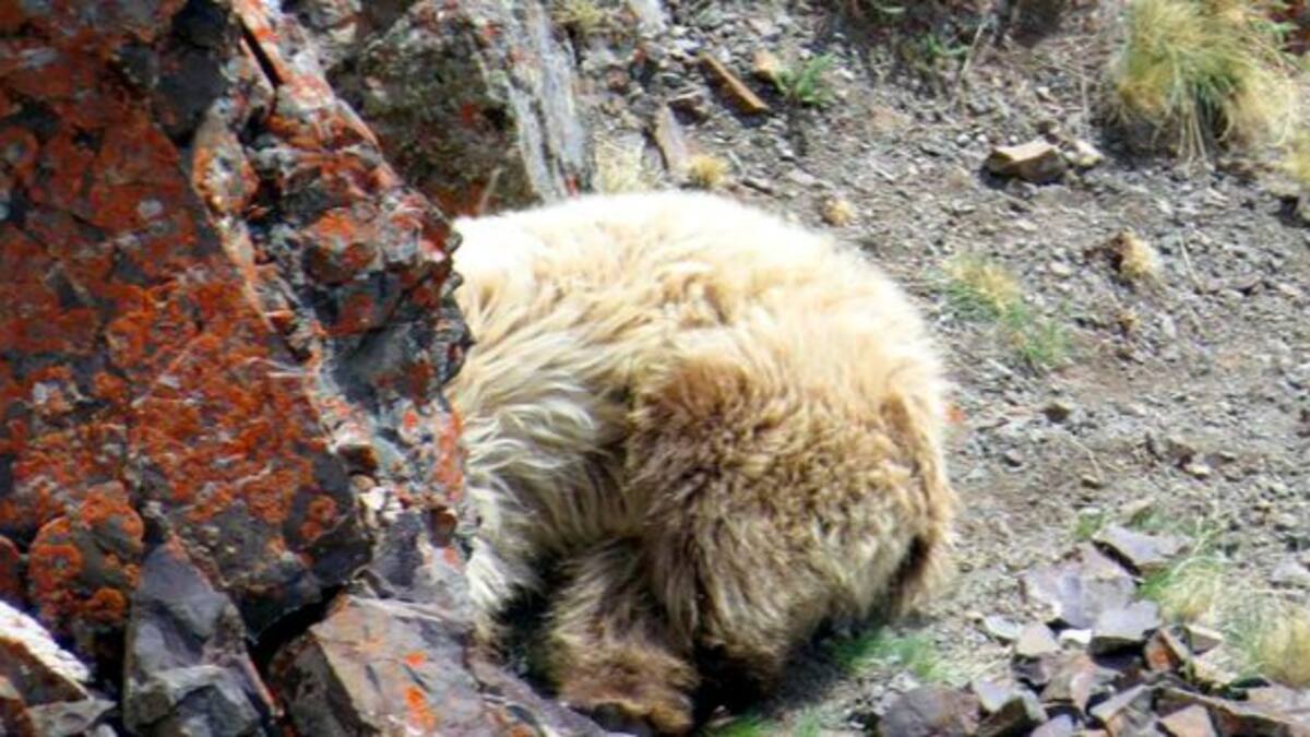 Encontraron a una criatura mitológica en Rusia
