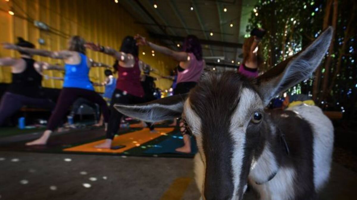 Hacer yoga con cabras es la última moda