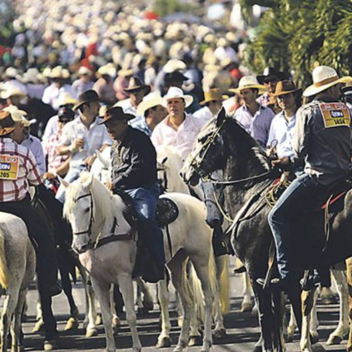 ¿Ocupa un caballo para el Tope de Palmares? Acá le damos opciones