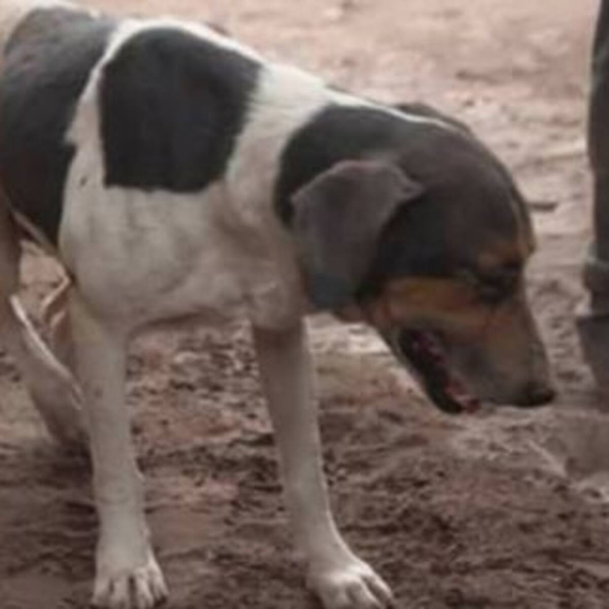 Lo más tierno que verás en el día: Un perrito ayuda a una familia atrapada