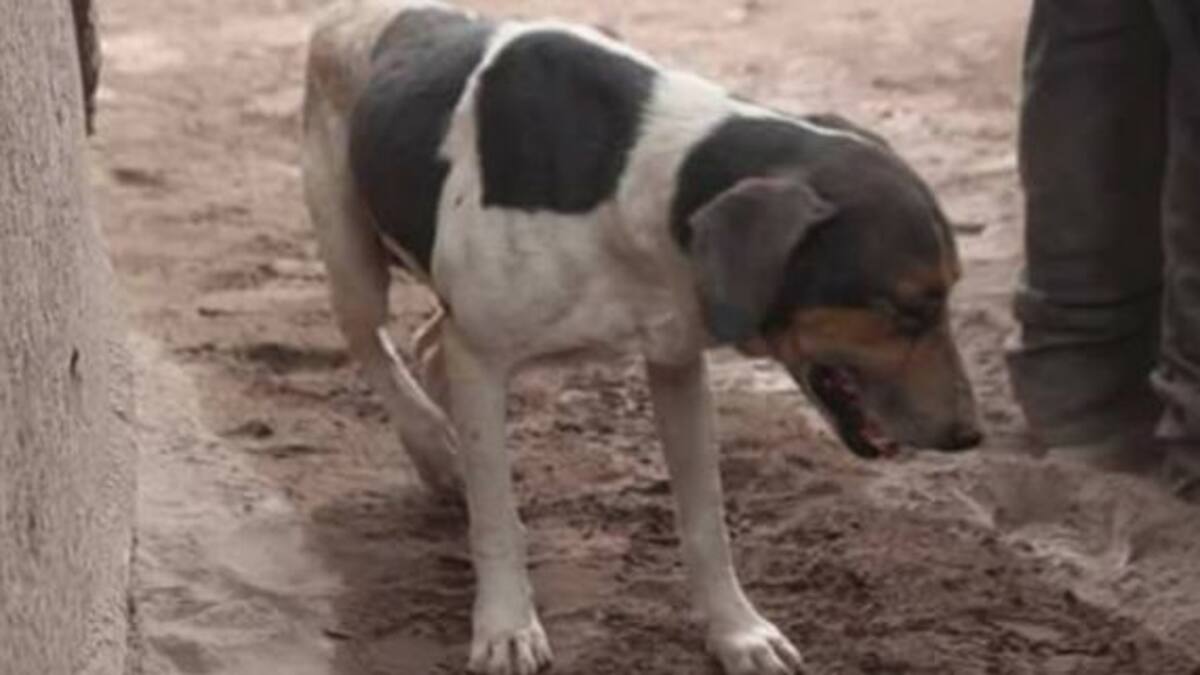 Lo más tierno que verás en el día: Un perrito ayuda a una familia atrapada