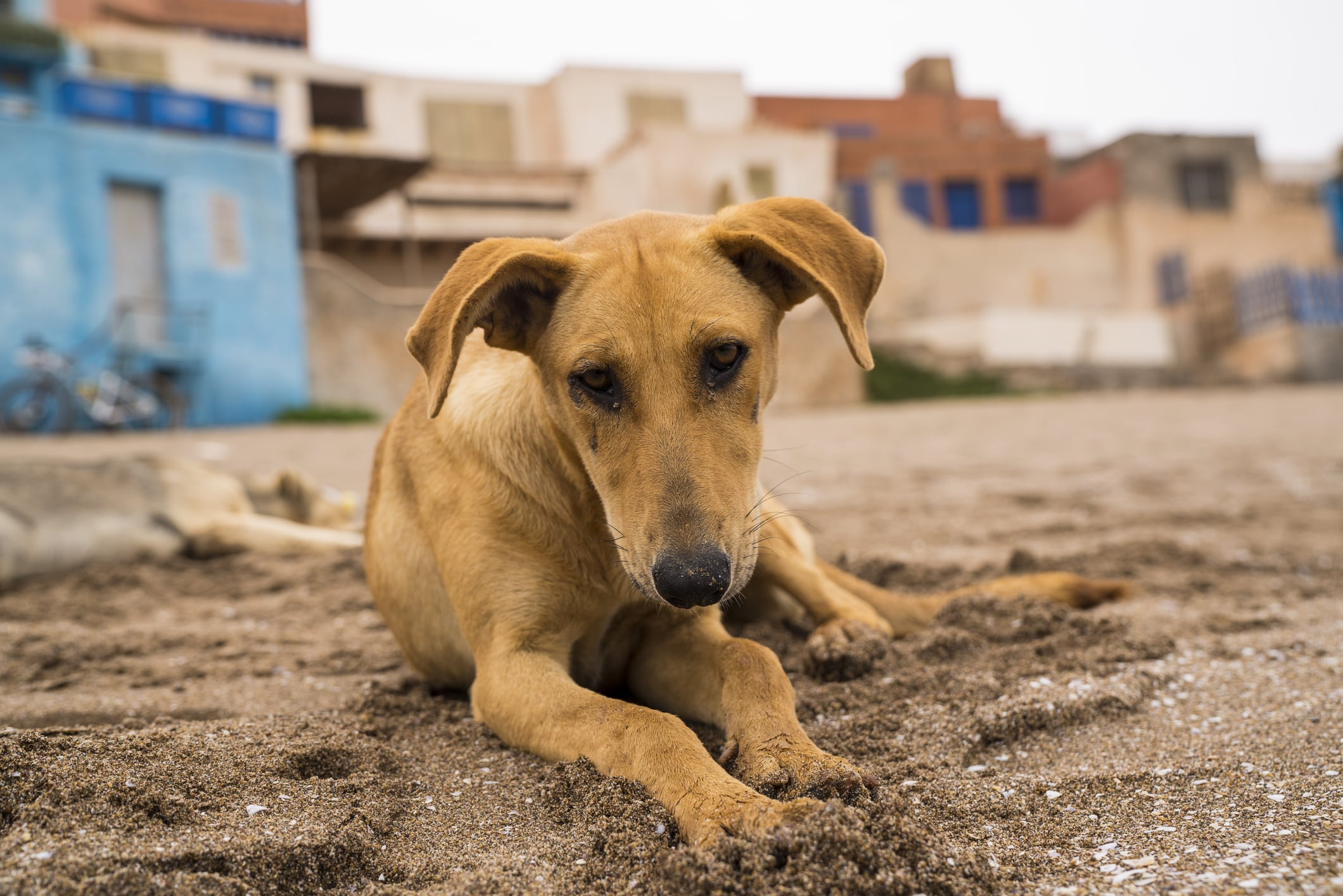 Marruecos quiere acabar con los perros callejeros. 