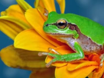 La sorprendente relación entre el canto de las ranas y el cambio climático