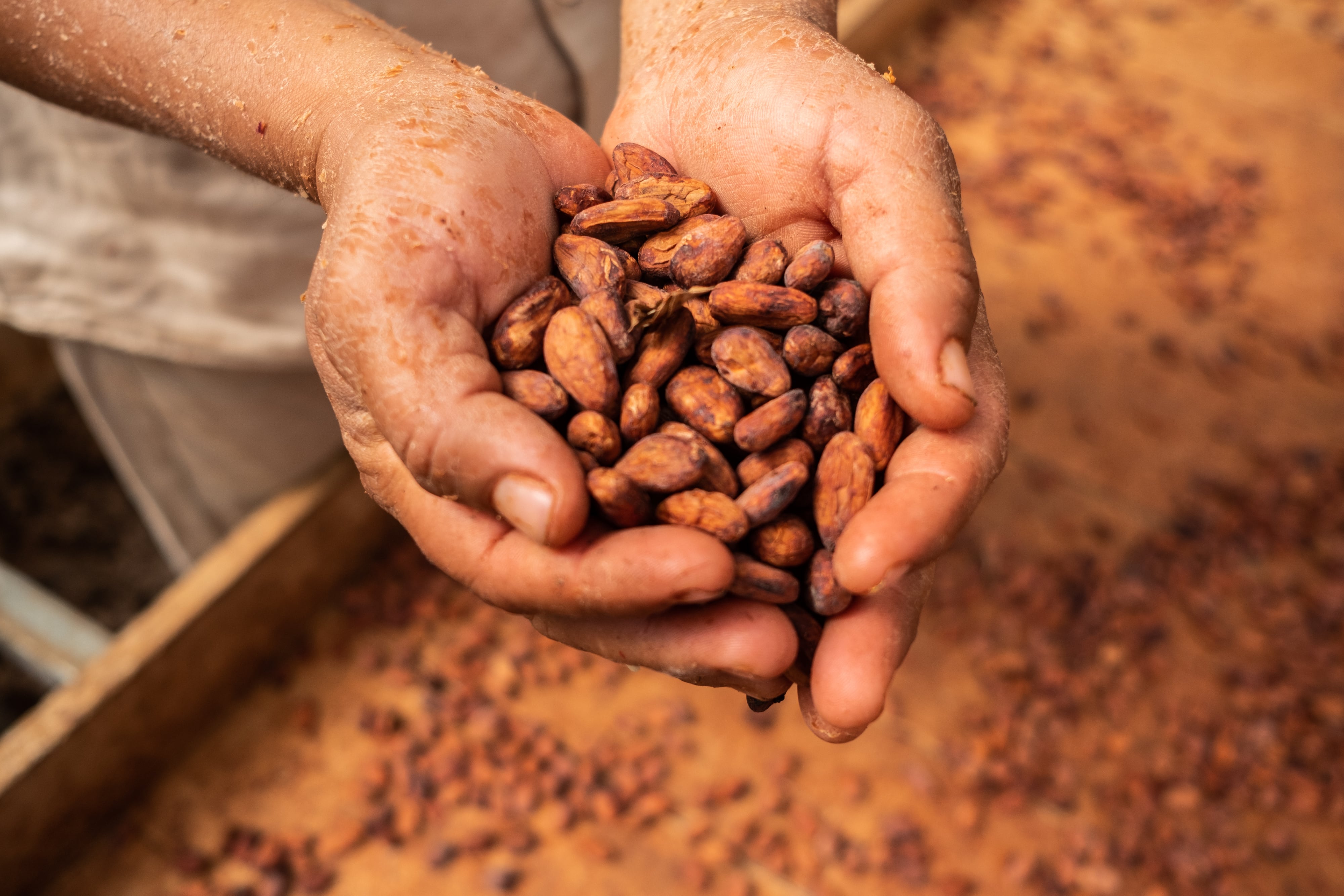 Granos de cacao. Fotografía de Mauricio Palos/Bloomberg