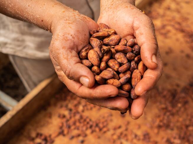 Granos de cacao. Fotografía de Mauricio Palos/Bloomberg