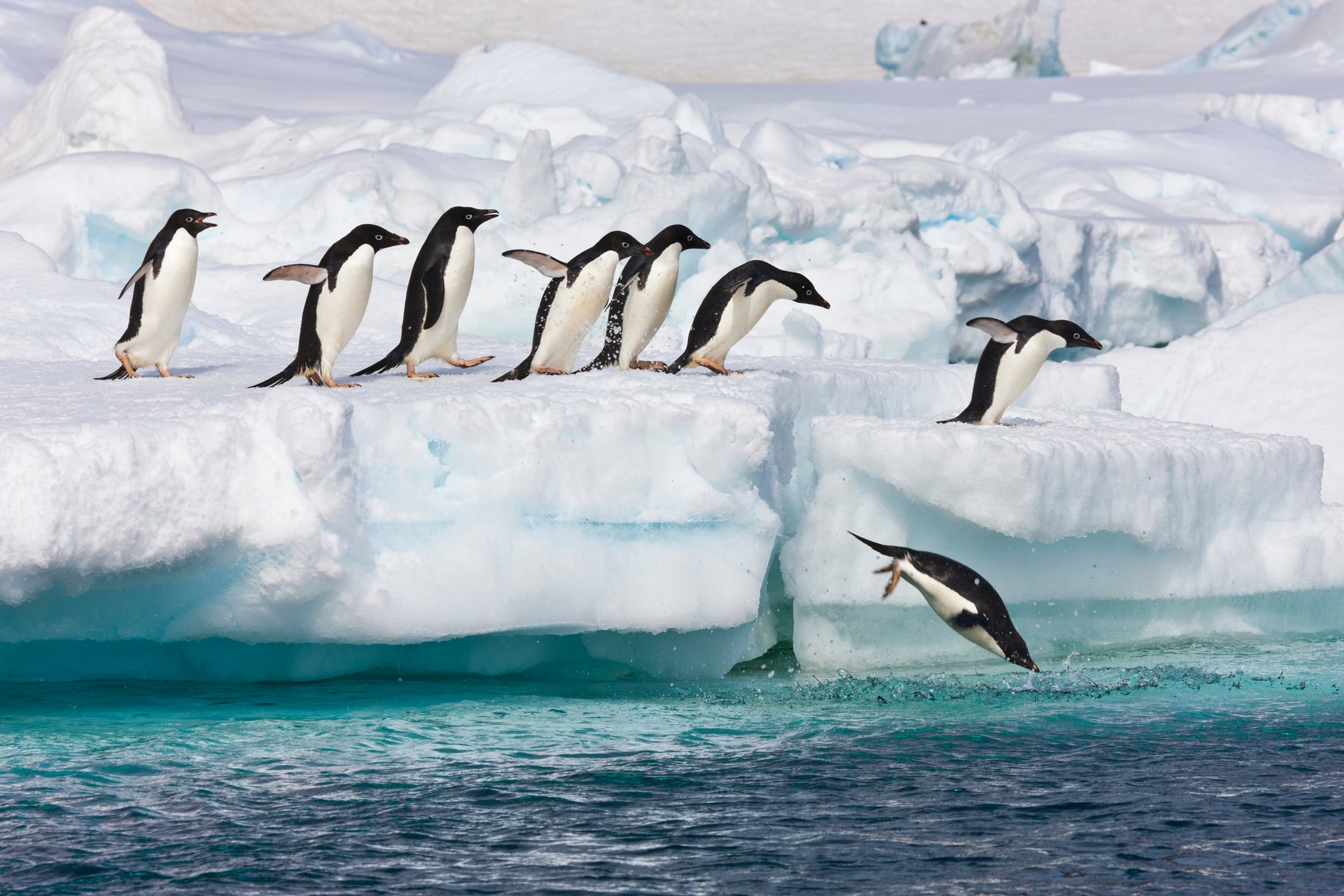 Pingüinos en la Antártida.