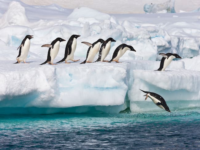 Pingüinos en la Antártida.