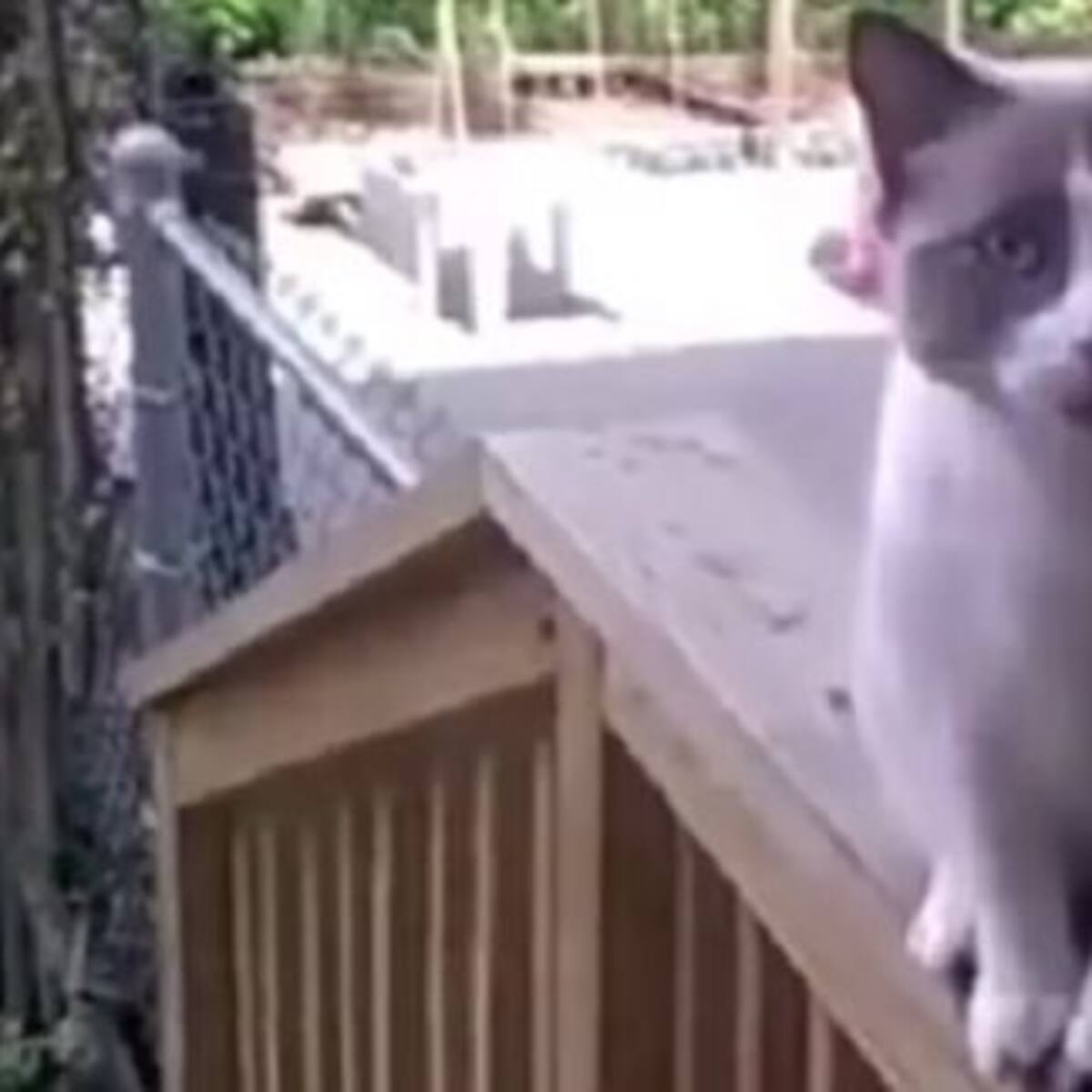 El gato que habla sorprende en las redes sociales