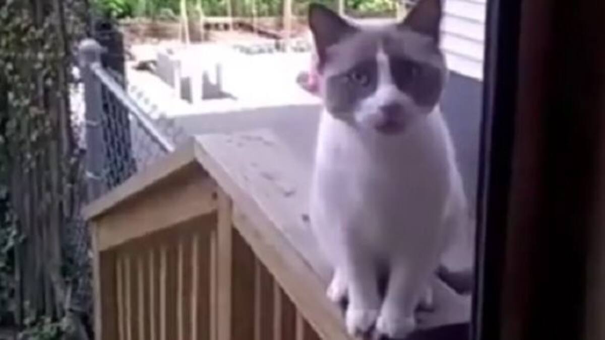 El gato que habla sorprende en las redes sociales