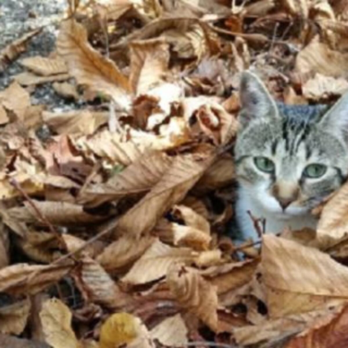 Nuevo desafío viral: Encontrá al gato escondido entre las hojas