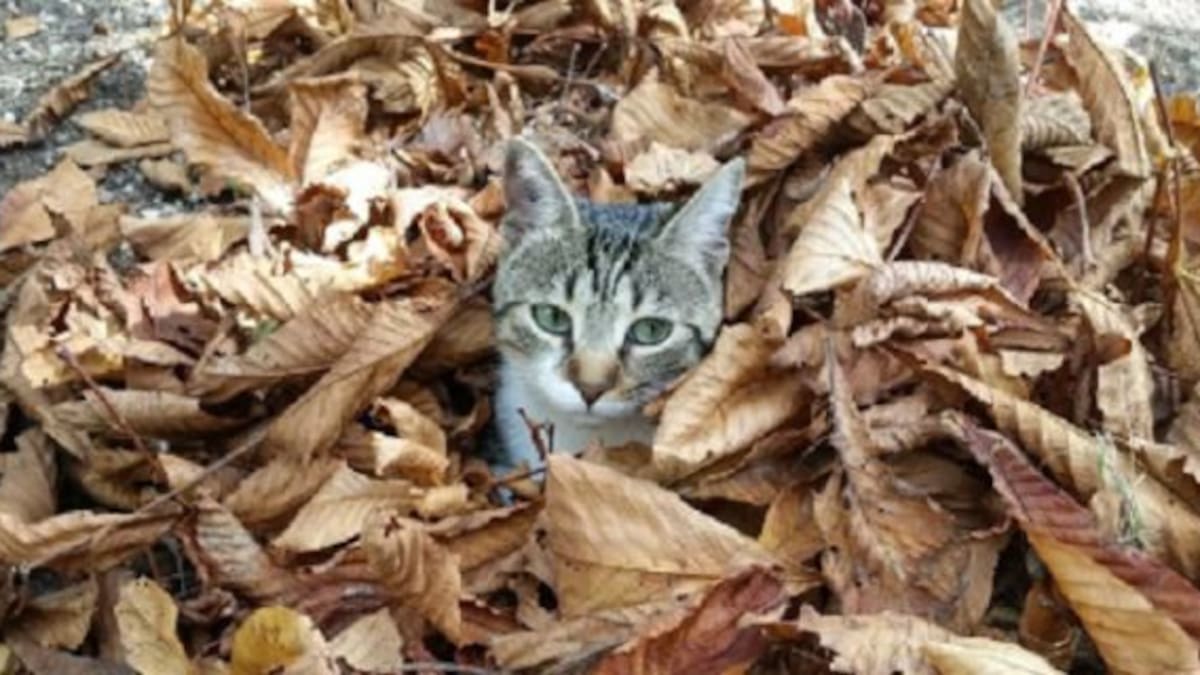 Nuevo desafío viral: Encontrá al gato escondido entre las hojas