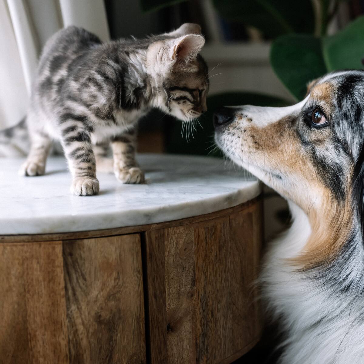 El sorprendente efecto que un perro o un gato puede tener sobre tu salud