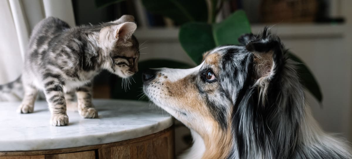 Vivir con perros y gatos aporta beneficios para la salud.