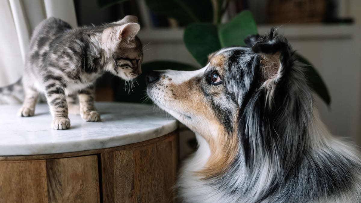 El sorprendente efecto que un perro o un gato puede tener sobre tu salud