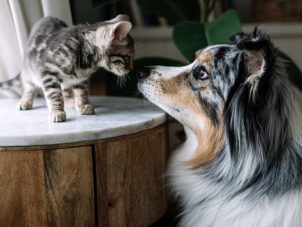 El sorprendente efecto que un perro o un gato puede tener sobre tu salud