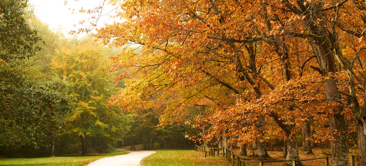 Llega el otoño 2026.