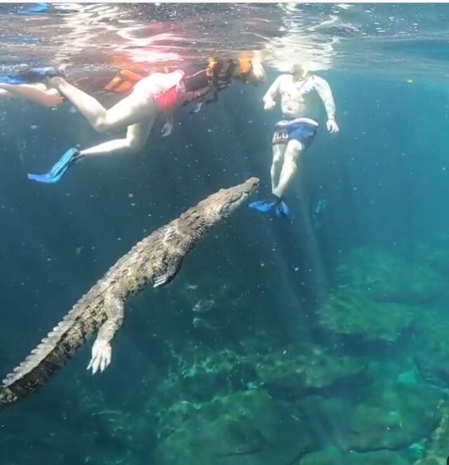 Viral: Cocodrilo nada con turistas en Tulum