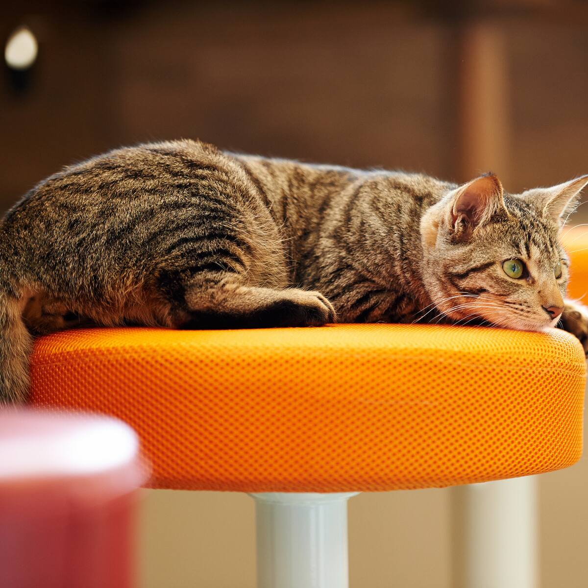 Japón pone bajo la lupa sus famosos cafés con animales
