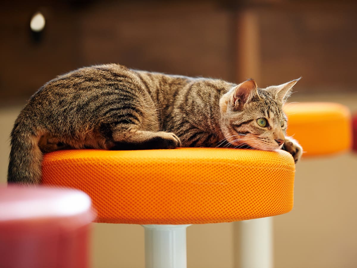 Japón pone bajo la lupa sus famosos cafés con animales