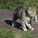 No son un regalo: el motivo por el que los gatos traen ratones vivos a casa